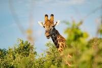 10_DSC05343_Giraffe_Chobe