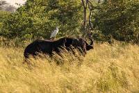 11_DSC03134_Bueffel_Kuhreiher_Okavango