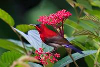 Karmesinnektarvogel, Crimson Sunbird