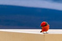Purpurtyrann/Vermilion Flycatcher, Big Bend National Park, Texas, USA