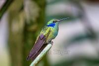 DSC4041_kolibri