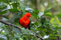 Andenklippenvogel, Nationalpark Manu