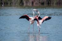 flamingos4_gr