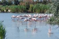 flamingos_gr