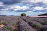 Lavendel1_gr