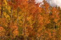 Herbstwald in Colorado